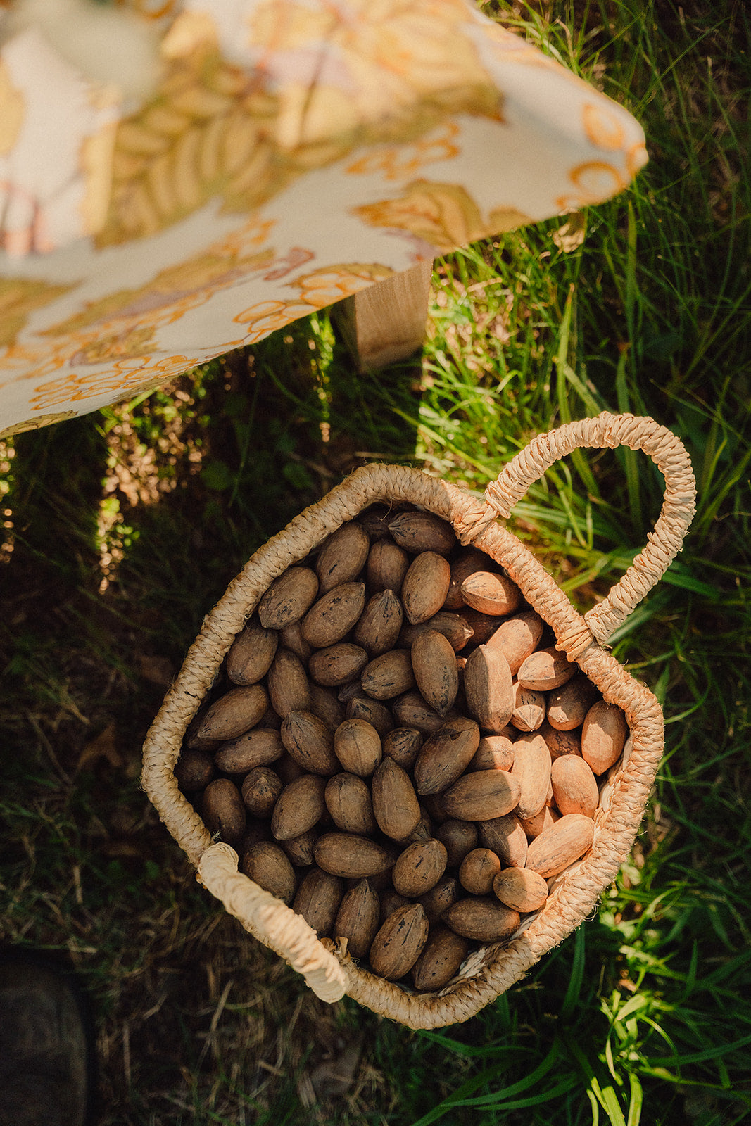 In Shell Pecans